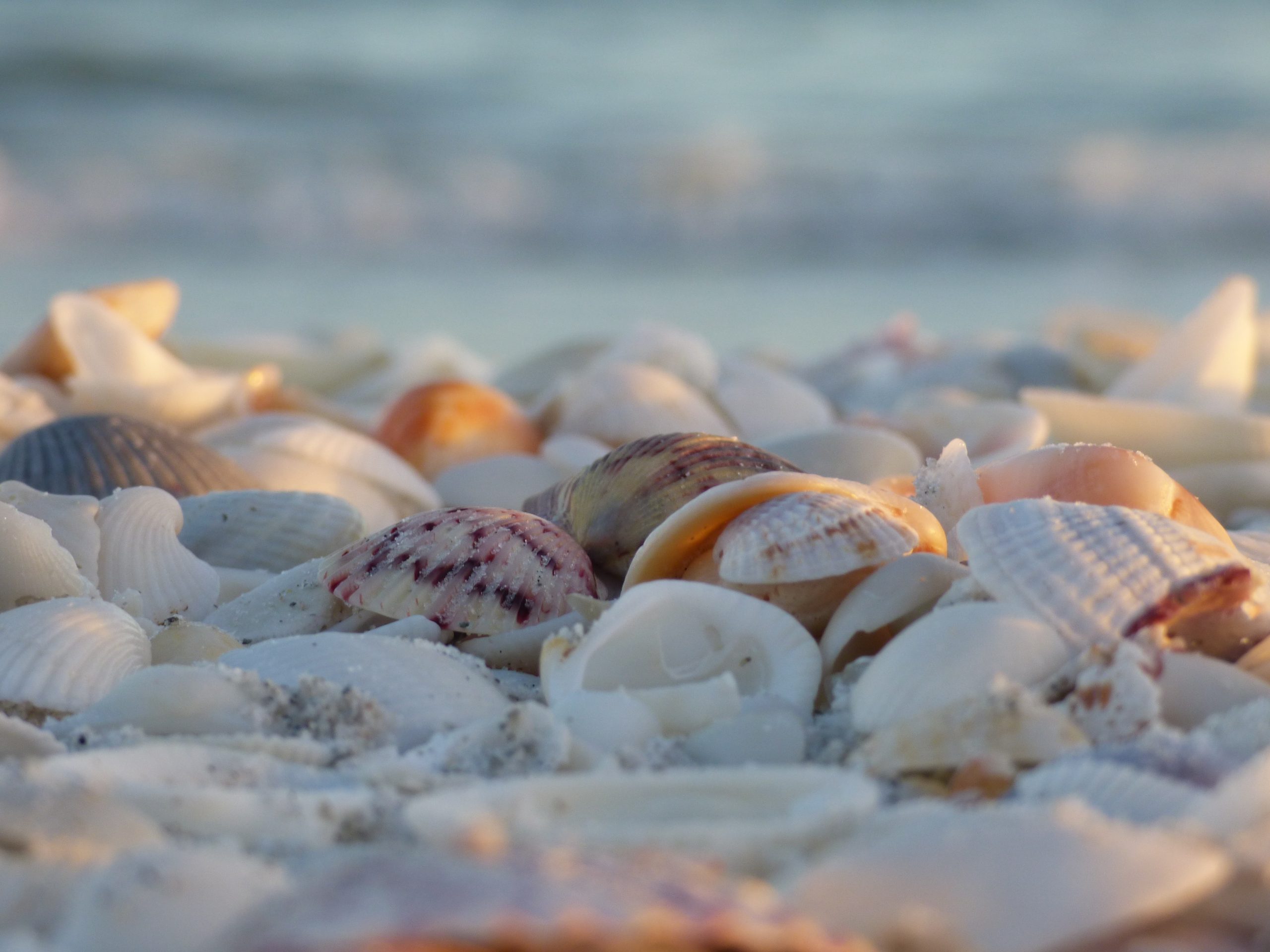 Seashells at the beach representing Orisha Aje