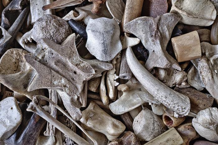 Collection of animal bones